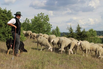 Schafherde_Bildautor K_Bluemlein (LPV)