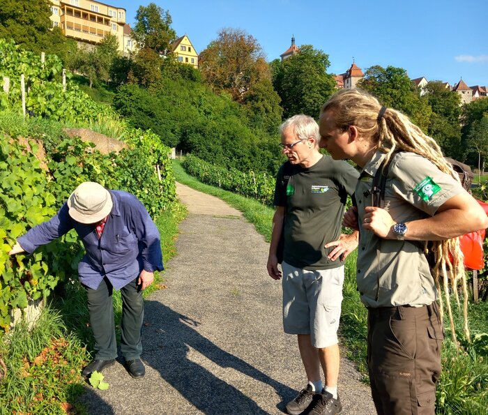 Der Winzer zeigt verschiedene Rebsorten und Reifegrade