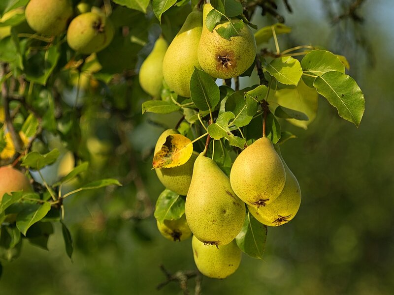 Am Baum hängende Birnen auf einer Streuobstwiese