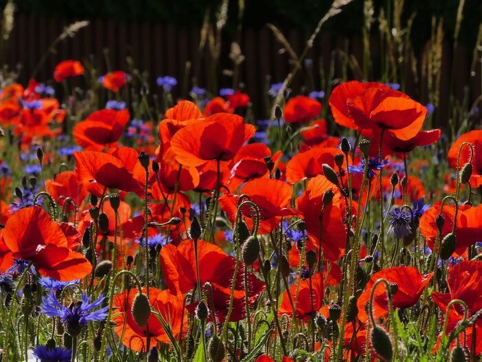 Mohnblume, Kornblume