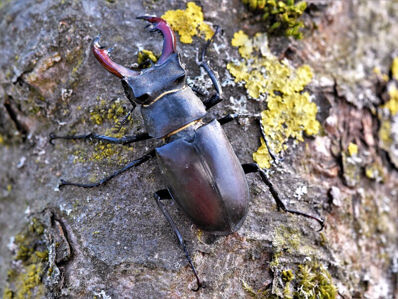 Hirschkäfer-männlich männlicher Hirschkäfer