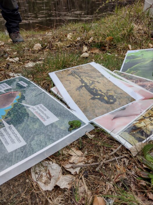 Laubfrosch bei der Exkursion auf Unterlagen