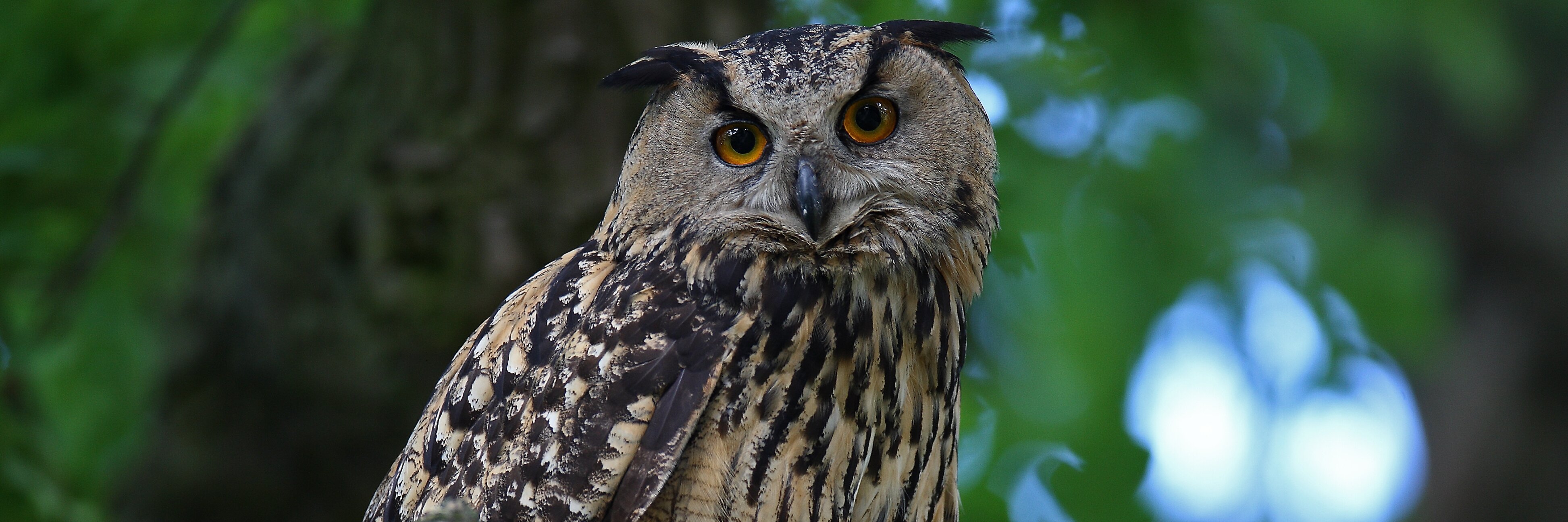 Uhu sitzend auf einem Ast im Wald