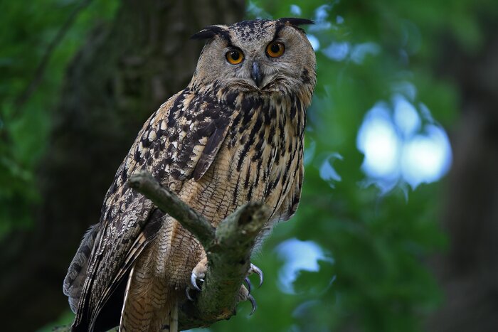 Uhu sitzend auf einem Ast im Wald